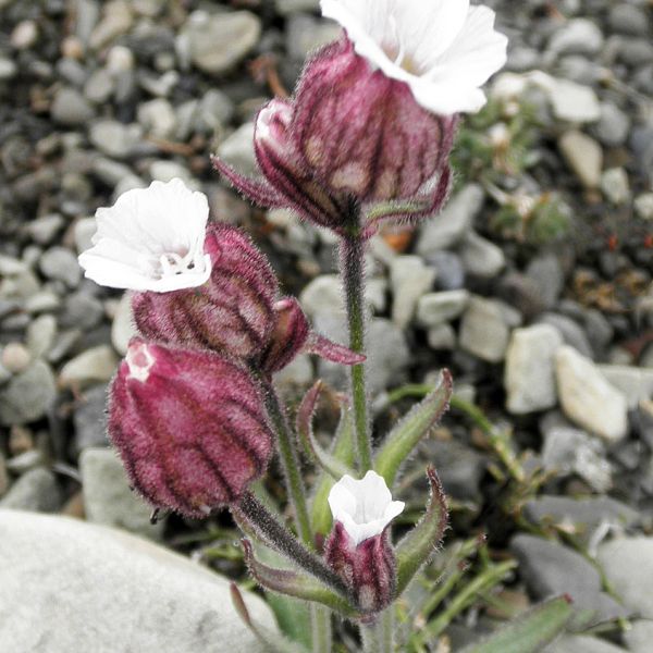 Silene involucrata furcata Svalbard Longyearbyen 2014 2 A.Elven a